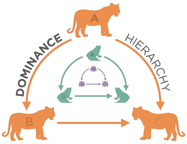 A study of animal hierarchies by UNL's Daizaburo Shizuka has found that groups ranging from carnivores to insects exhibit similar patterns of dominance and subordination. The study reports that 97 percent of groups commonly feature the illustrated dynamic of animal A dominating both B and C, which is also dominated by B.
