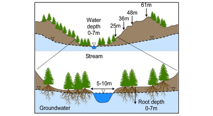 Illustration of eastern redcedar reaching groundwater
