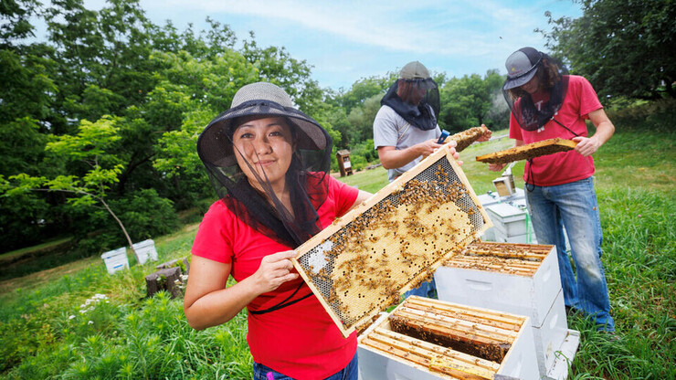 Judy Wu-Smart holds a frame coated with honey bees and comb