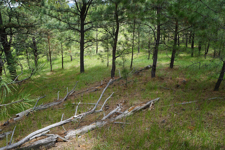 Eastern ponderosa pine forest