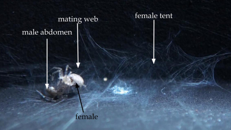 Wall spiders mating