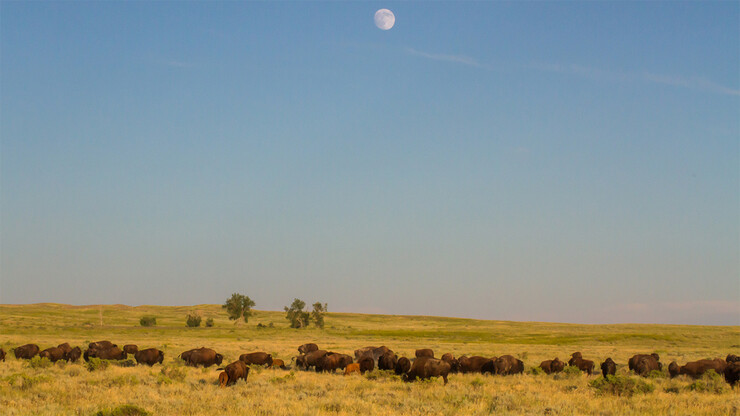 Herd of plains bison
