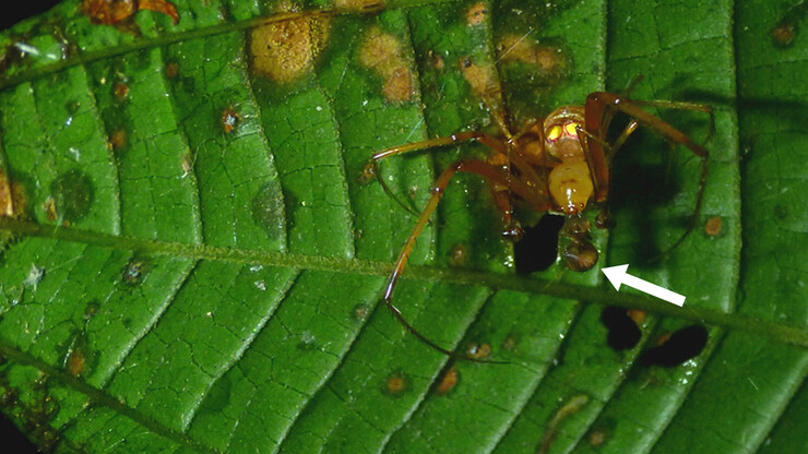 A pirate spider sits on a leaf while feeding on a smaller, immature arachnid
