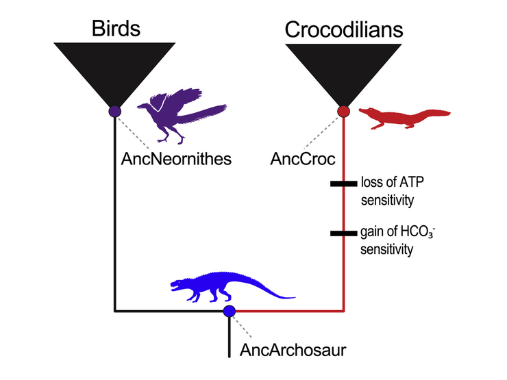 Diagram of an evolutionary tree