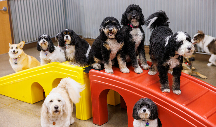 Six dogs sit on a yellow-and-red bridge at a dog daycare center