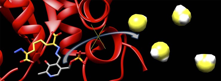 This graphic depicts a new inhibitor, 6S, locking up an enzyme (red) to block the production of hydrogen sulfide (yellow and white). Hydrogen sulfide concentrations have been shown to climb after the onset of a stroke, leading to brain damage.