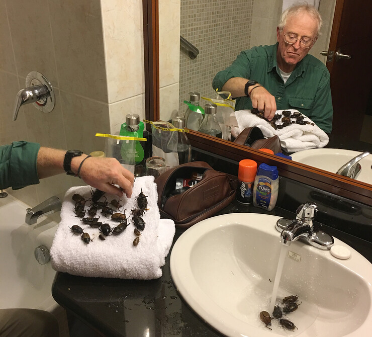 Nebraska's Brett Ratcliffe cleans captures beetles in a hotel sink before bringing his finds back to the University of Nebraska–Lincoln.