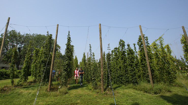 Jake and Jim Reinders walk through the hop yard on Nebraska's East Campus. The quarter-acre plot was planted three years ago and reached maturity this season.
