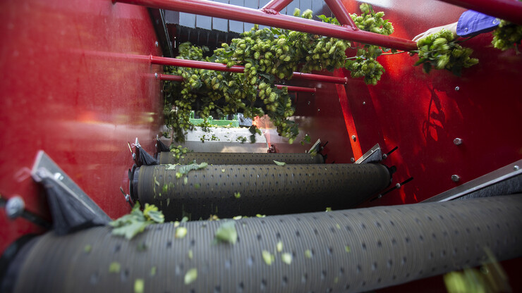 A harvester separates hop cones from a bine.
