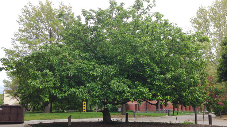 UNL's original Flower of Kent (Newton apple tree), planted in 1991 on the southwest corner of Behlen Laboratory.
