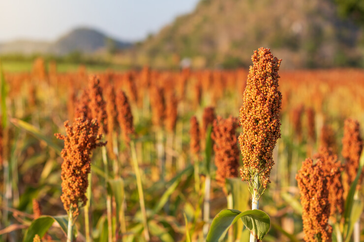 Sorghum blossoms in a field