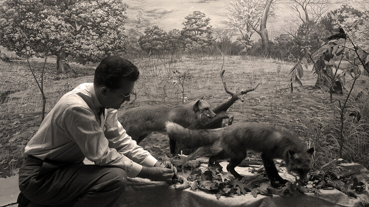 An exhibits technician works on the fox display in the Hall of Nebraska Wildlife in Morrill Hall.