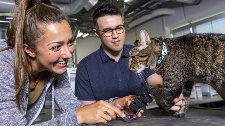Engineering students place a prosthetic leg on a cat.