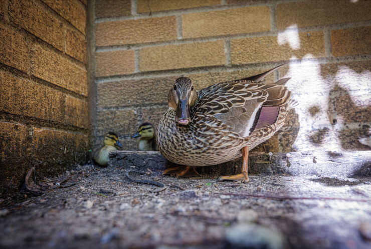 mother duck guarding her ducklings
