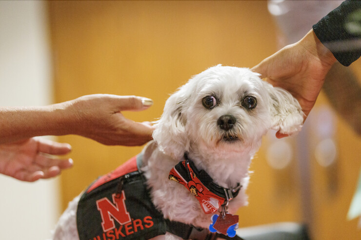 Therapy dog at the University of Nebraska–Lincoln named Neo