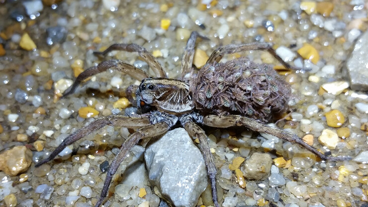 A wolf spider carrying spiderlings on its back