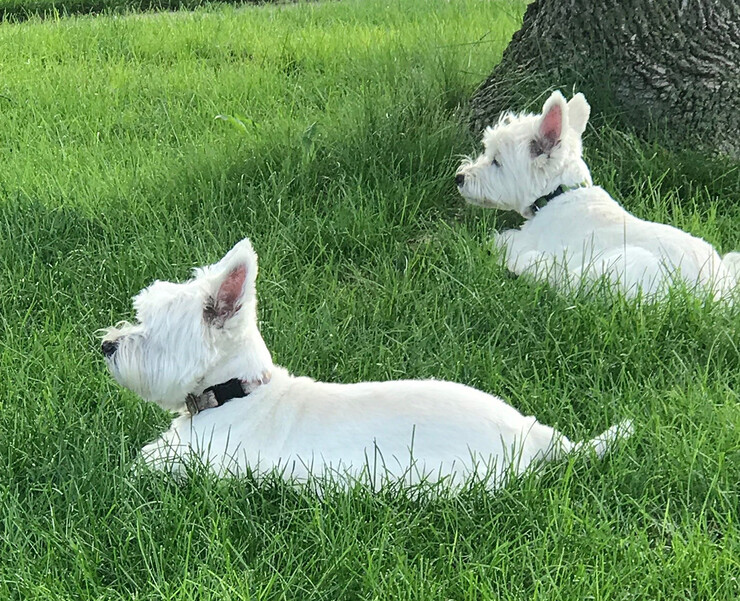 Annette Contreras has raised two West Highland Terriers. Their ages are 13 and 14.