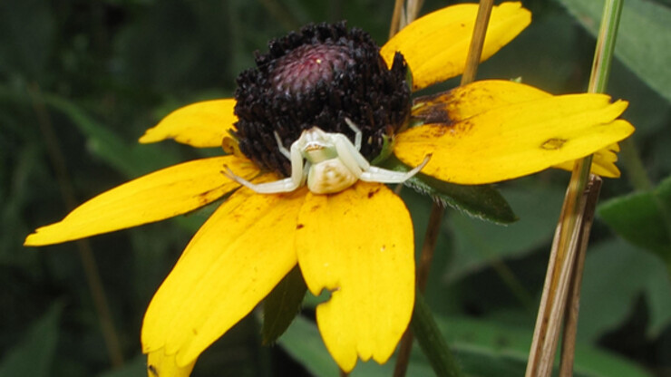 A white crab spider rests on a black-eyed Susan. Alissa Anderson used digital photography to quantify the rate of color change among crab spiders, which employ camouflage to capture their prey.