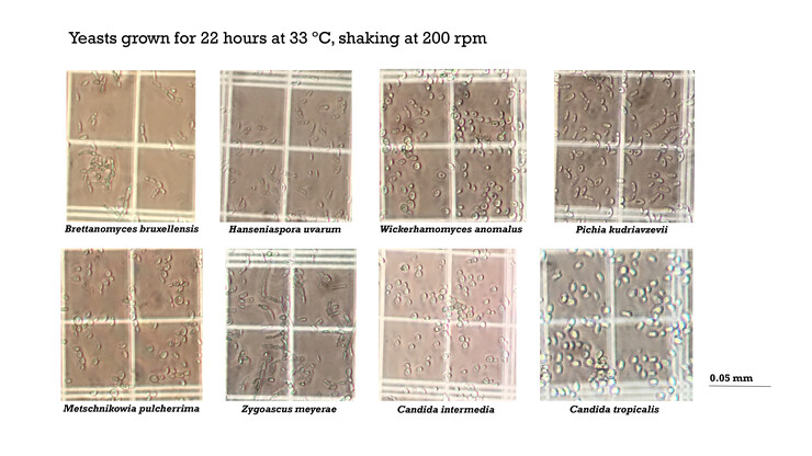 The yeasts identified by Heather Hallen-Adams from samples provided by Nebraska brewers.