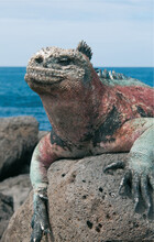 Morrill Hall will host the traveling exhibition "Galapagos" from March 3 through Aug. 6.