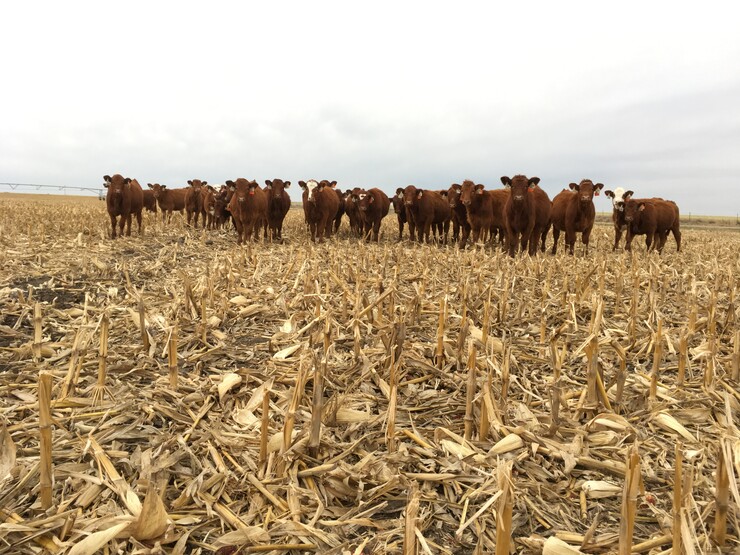 Nebraska Extension's Crop Residue Exchange can help farmers and cattle producers develop mutually beneficial grazing agreements.
