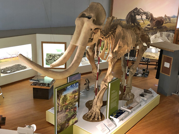 The newly renovated “Ice Age Mammals” exhibition at Trailside Museum explores the migration of mammoths and Paleo-Indians. It was constructed in a style similar to Morrill Hall’s “Cherish Nebraska” exhibition.