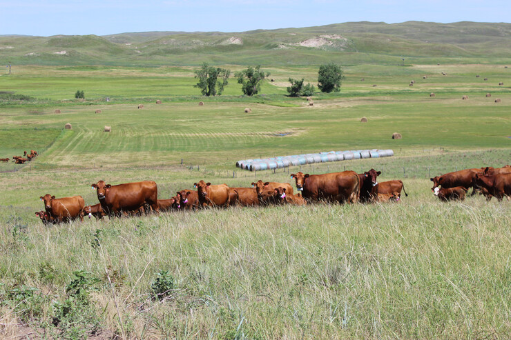 The Western Rangeland Livestock Center research will take place at the Gudmunsen Sandhills Laboratory (pictured) and other cooperative Nebraska ranches, including the Barta Brothers Ranch, as well as the West Central Research, Extension and Education Center and the Panhandle Research and Extension Center.