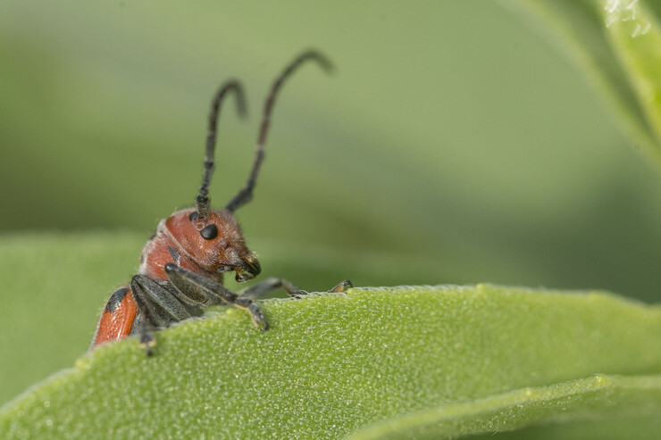 A long-horned milkweed beetle is seen on a Maximilian sunflower at Lincoln Creek Prairie near Aurora. The University of Nebraska State Museum-Morrill Hall’s new exhibition, “Hidden Prairie,” explores the diversity of life that can be found in a square meter of prairie.