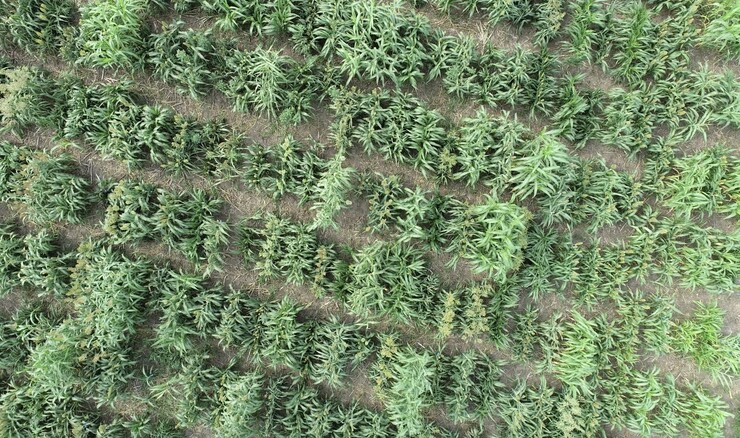Aerial photo of sorghum being grown under two nitrogen conditions at the University of Nebraska–Lincoln's Havelock Farm in summer 2021. The photo was taken using an unoccupied aerial vehicle, which is employed for high-throughput phenotyping.
