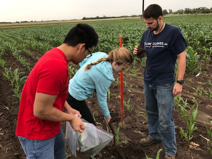 High school student Holly Podliska (center) and Husker undergraduates Daniel Ngu (left) and Conner Pederson (right) gather maize root microbiome samples in 2017. The University of Nebraska–Lincoln’s new Research and Extension Experiences for Undergraduates program will give students 10-week summer research experiences and scientific communication and leadership training.