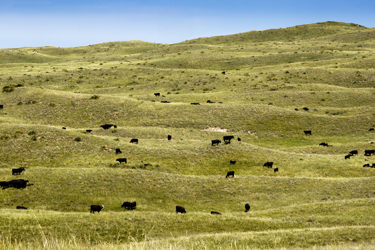 Cattle graze on Nebraska's Sandhills