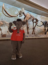 Archie the mammoth mascot stands in Elephant Hall, with two woolly mammoth skeletons in the background