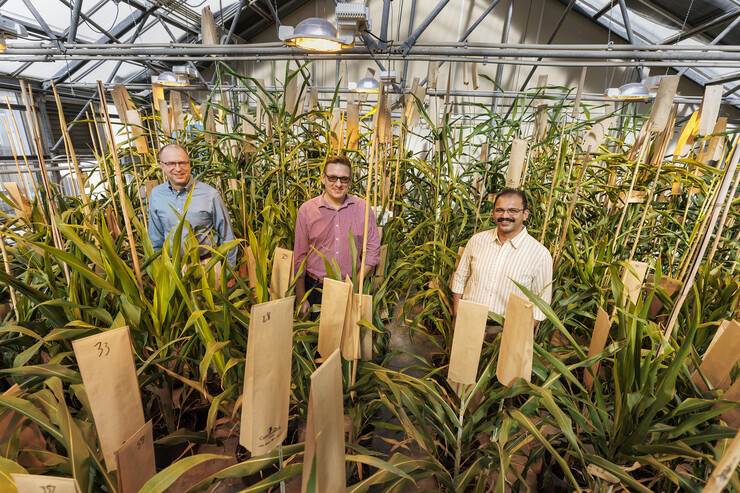 (From left) Nebraska’s Scott Sattler, Tomas Helikar and Joe Louis stand among sorghum plants.