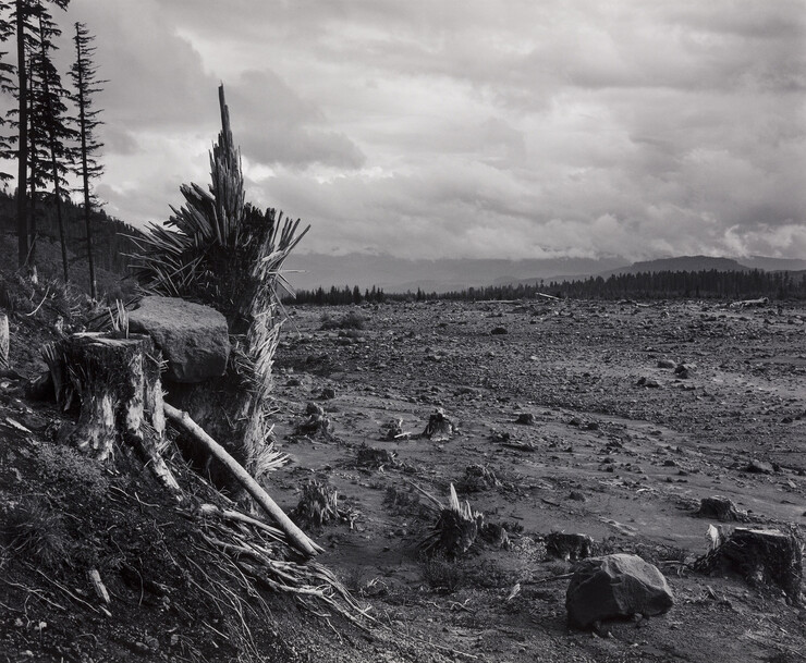 Black-and-white photo with splintered tree stumps amid mud flow
