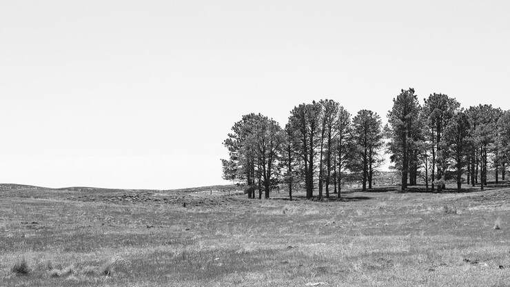 Black-and-white photo of prairie with trees on right side