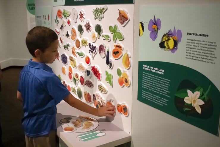 A young boy plays with cutouts of fruits and vegetables at the Operation Pollination exhibition.