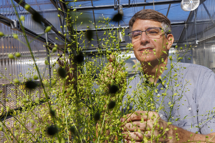 Husker biochemist Ed Cahoon poses behind a camelina plant