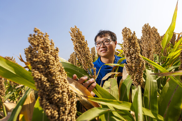 Jinliang Yang, assistant professor of agronomy and horticulture, stands in a sorghum field.