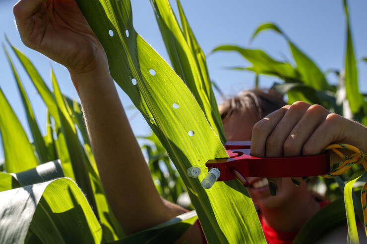 Sierra Conway uses a punch to collect samples from the leaves of several corn plants in each plot at the University of Nebraska–Lincoln’s research fields at 84th and Havelock in July 2020. Nebraska is one of three universities taking lead roles in the multi-institutional Agricultural Genome to Phenome Initiative, which recently received a third round of funding from the U.S. Department of Agriculture’s National Institute of Food and Agriculture.