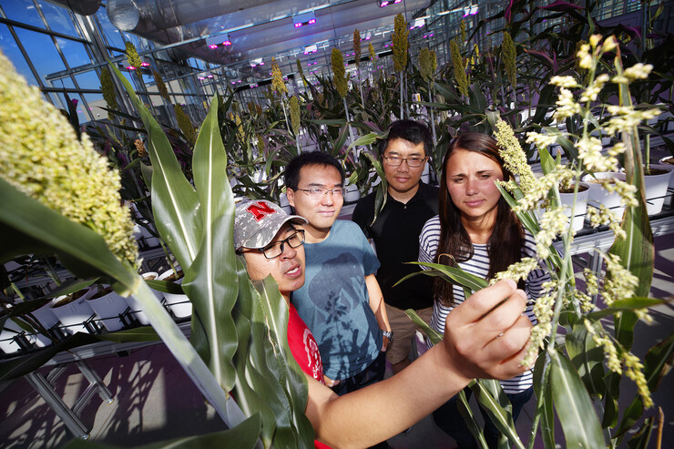 Food for Health Center scientists from the labs of James C. Schnable and Andy Benson examine sorghum plants at the Greenhouse Innovation Center at Nebraska Innovation Campus. The Husker scientists (from left) are Chenyong Miao, Qinnan “Bob” Yang, Zhikai Liang and Mallory Van Haute.