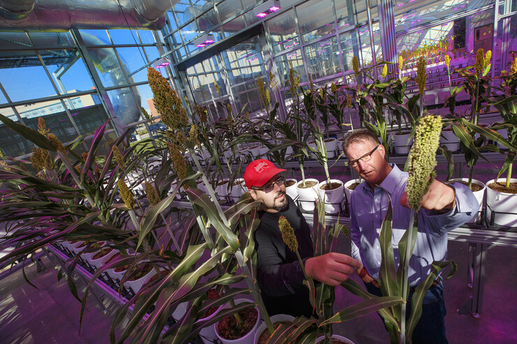 Husker researchers James C. Schnable (left) and Andy Benson look over sorghum being grown to identify beneficial traits to help the gut microbiome.