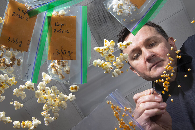 David Holding, professor of agronomy and horticulture, studies the popped results of a new line of popcorn high in protein in his lab in the Beadle Center in January 2019.