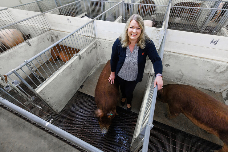 Amy Desaulniers, assistant professor of veterinary medicine and biomedical sciences at Nebraska, leads a team that seeks to develop boars that are more genetically tolerant of gestational heat stress.