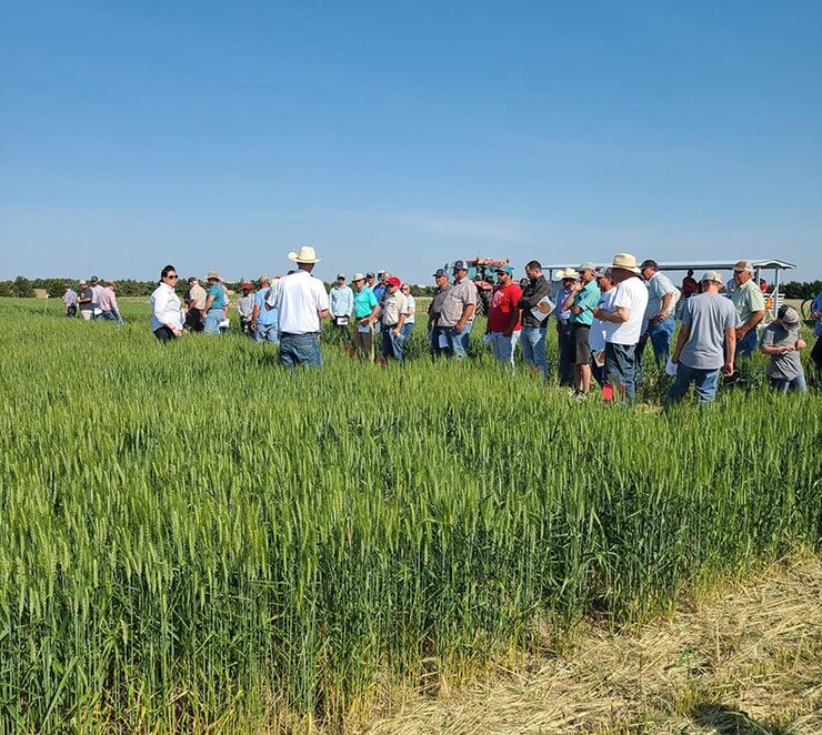 Several farmers stand in a wheat field.