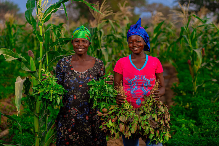 Two African women stand in a field holding plants.