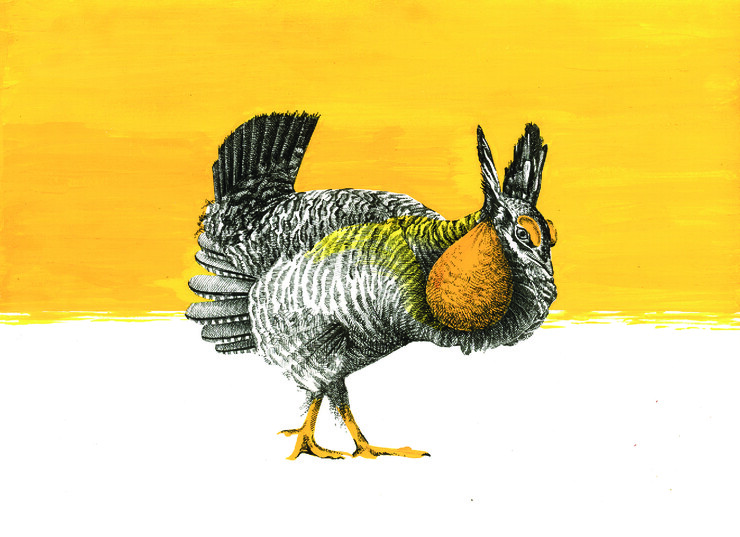 Color drawing of Attwater's prairie chicken by Sarah Kaizar