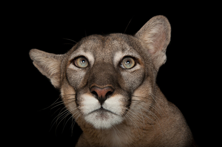 Florida panther with black background