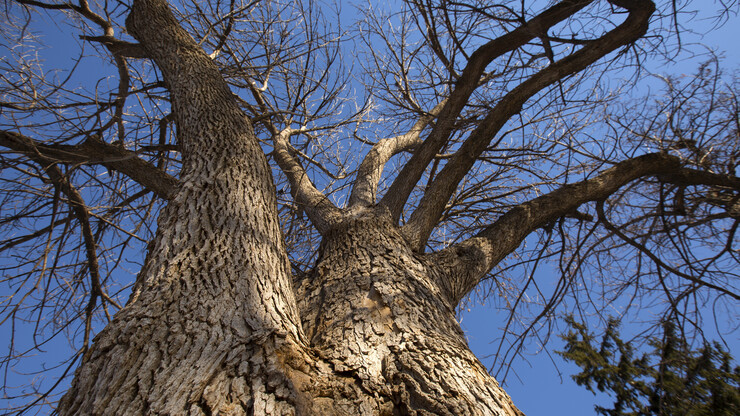 The University of Nebraska-Lincoln is launching a plan to protect campus trees prior to the arrival of Emerald Ash Borer. The plan will protect about 10 percent of campus ash trees, including this blue ash on East Campus.