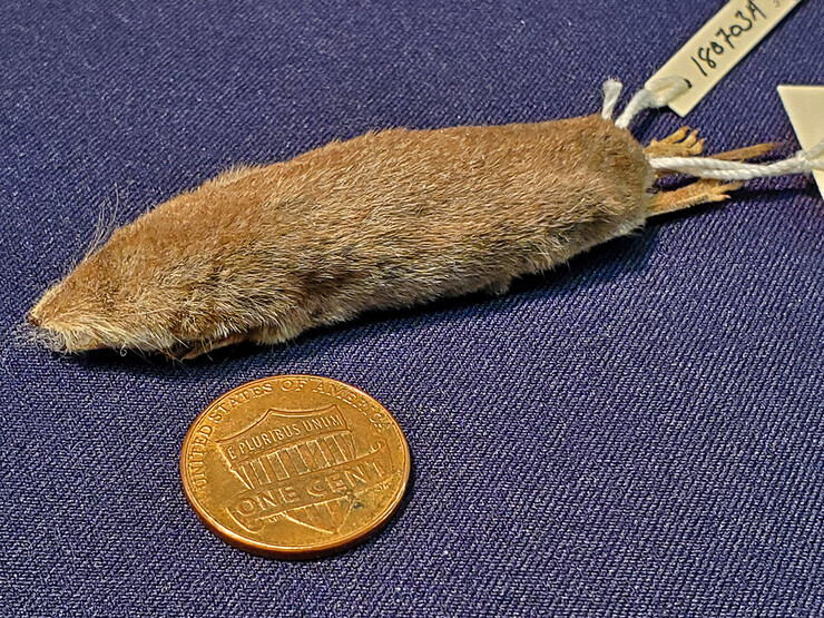 A least shrew fur sits next to a penny. 
