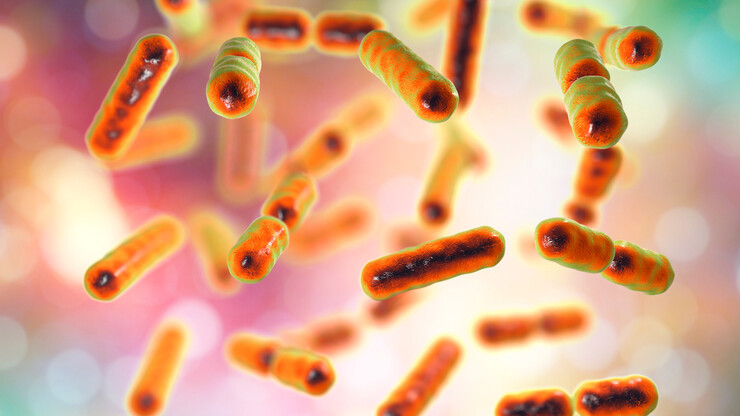 Bacteria Bacteroides fragilis, shown here in a 3-D illustration, are one of the major components of normal microbiome of human intestine.